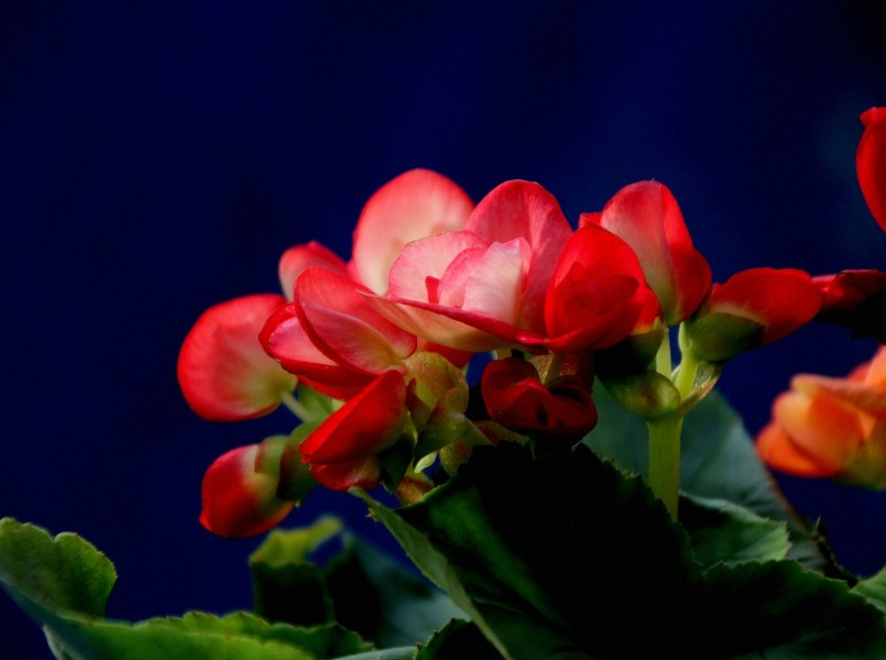 丽格海棠花卉图片