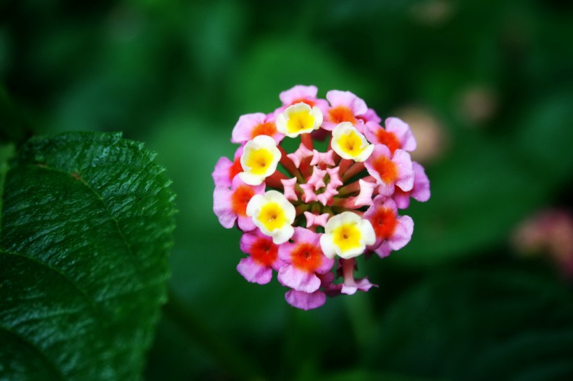 靓丽五色梅花卉图片