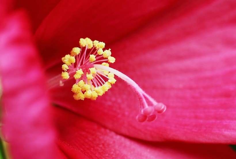 芙蓉葵花卉图片