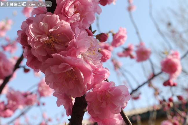 美丽的桃花超清特写图片