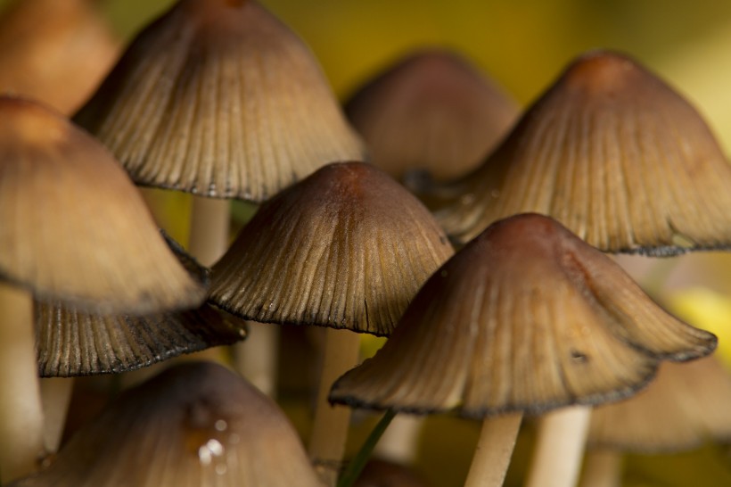 新鲜的野生蘑菇图片