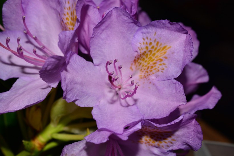 漂亮的紫色杜鹃花图片