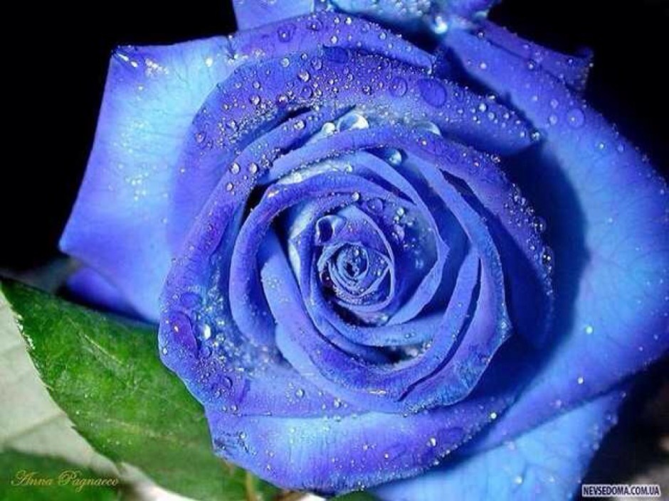 诱人的蓝色玫瑰花图片
