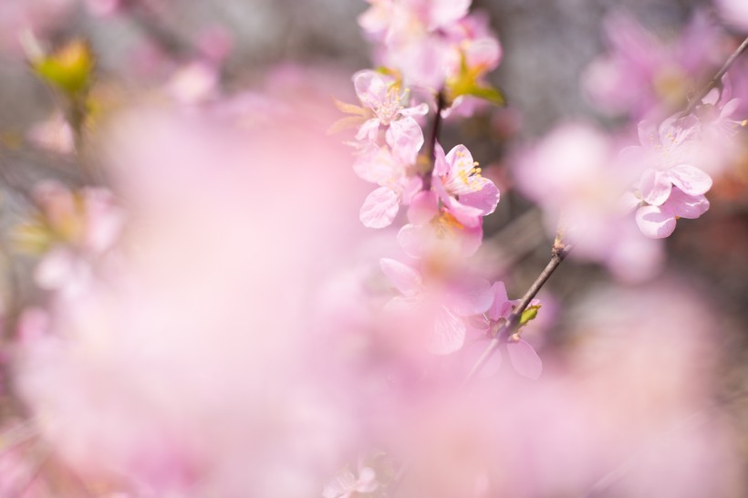 淡雅粉色桃花图片