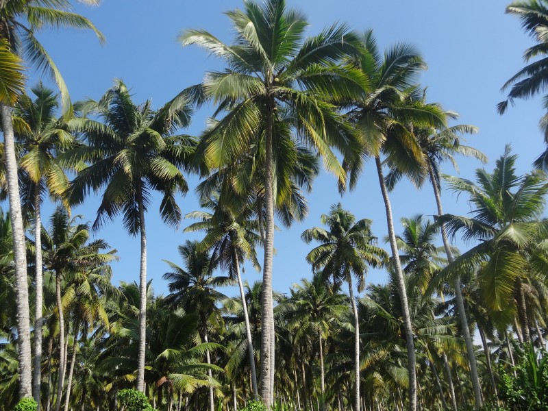 一小片椰树林图片