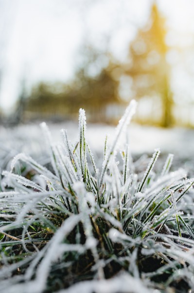 早霜覆盖草地的图片