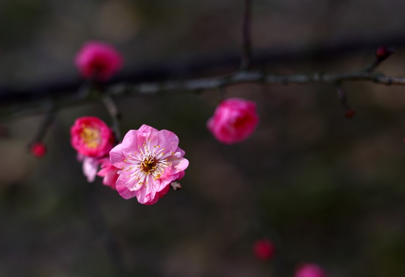 粉红色梅花图片