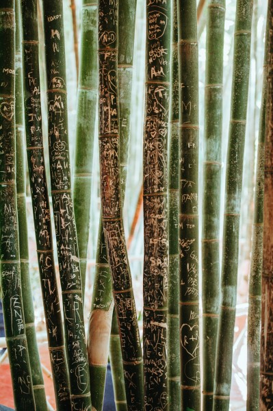 挺拔结实的竹子图片