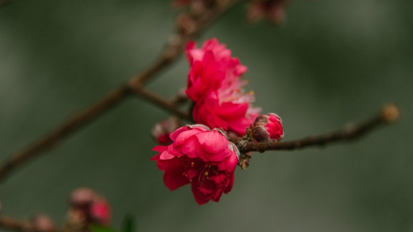 春天鲜花摄影图片
