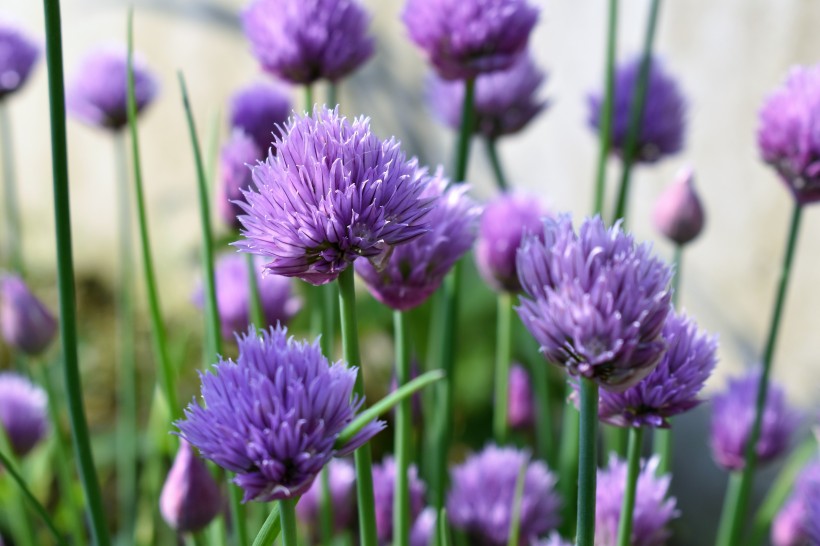 漂亮好看的紫色葱花图片