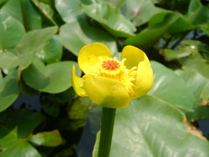 武汉植物园黄金莲