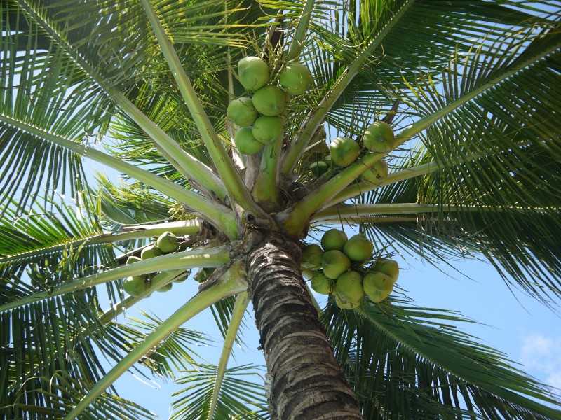 一组挂在树上的椰子图片