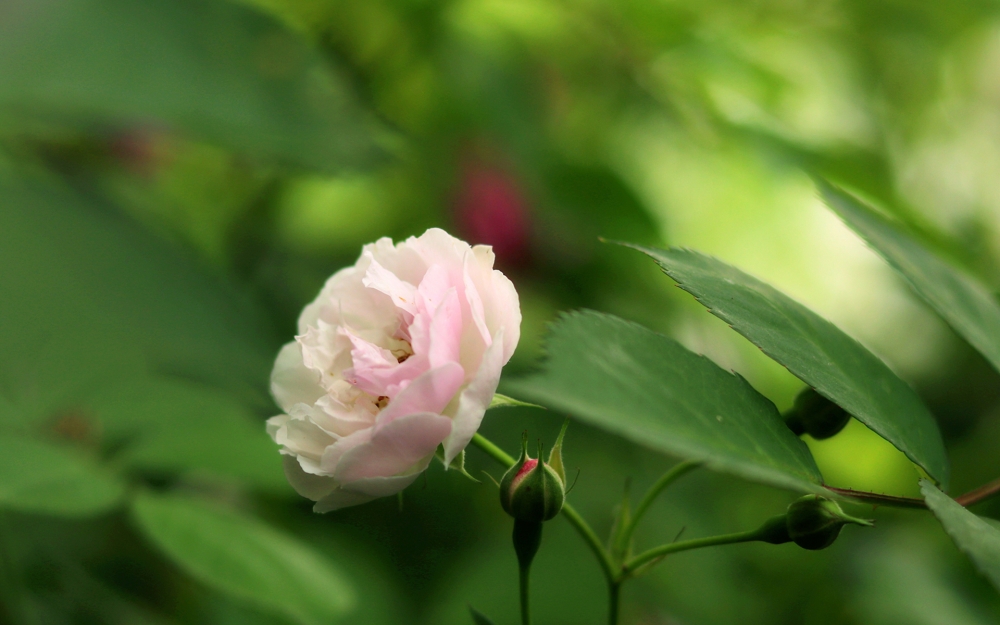 唯美盛开的蔷薇花高清壁纸欣赏