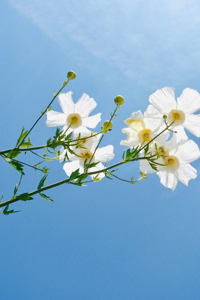 一组小清新的白色雏菊花图片欣赏