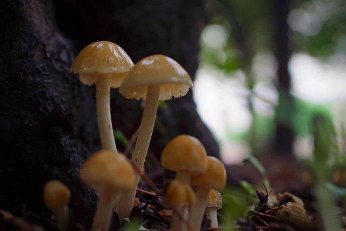 一组超级萌的小蘑菇图片欣赏