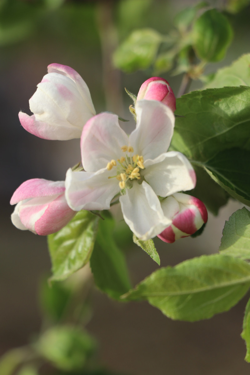 6月开花的植物苹果花图片欣赏