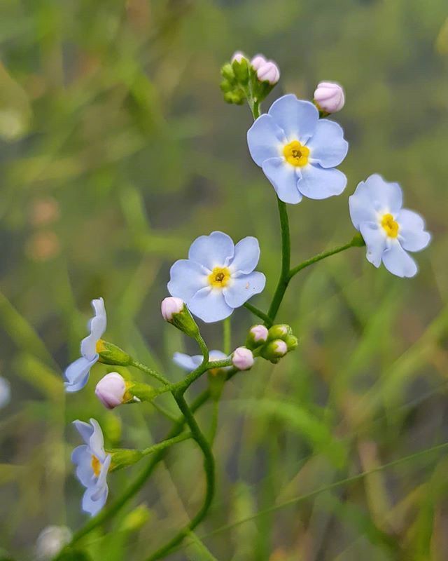 一组蓝色唯美的小花朵图片-勿忘我