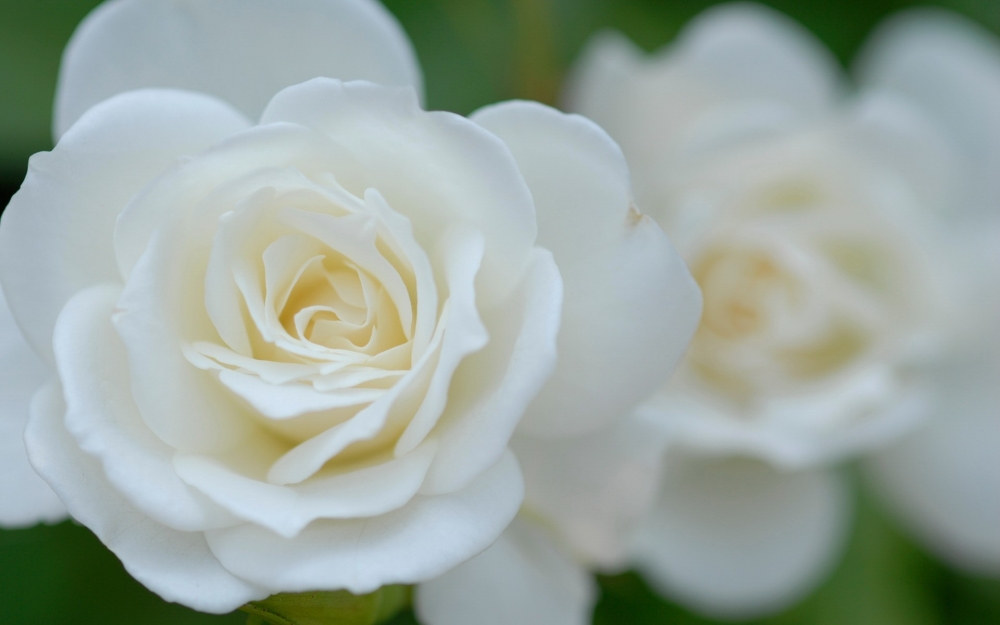 一组纯洁高贵的白玫瑰图片欣赏