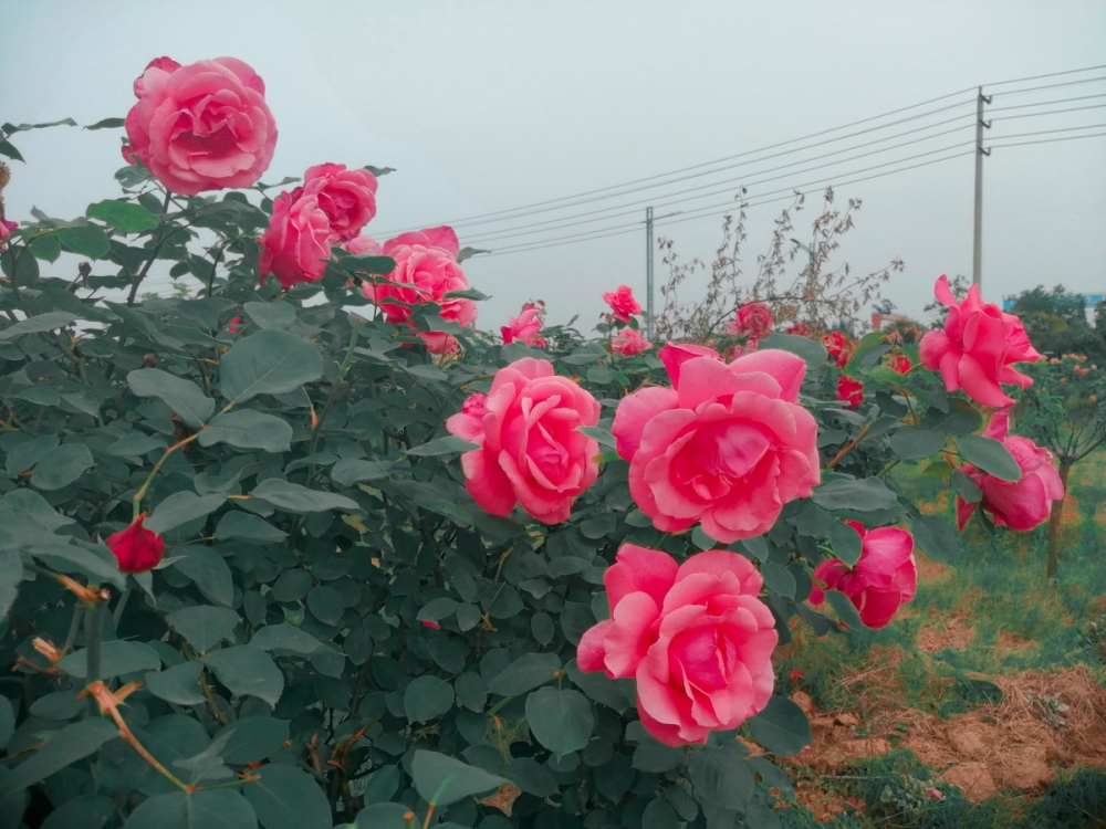 种植园里的玫瑰花已盛开图片