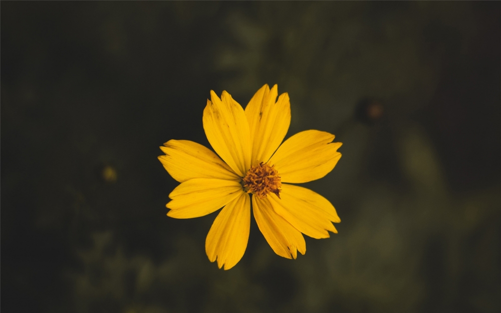 漂亮微距花卉摄影高清图片欣赏