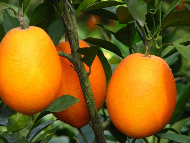 果面橙红色且果皮光滑的橙子图片