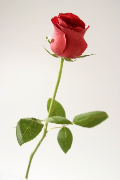 惊艳美丽的红色玫瑰花图片