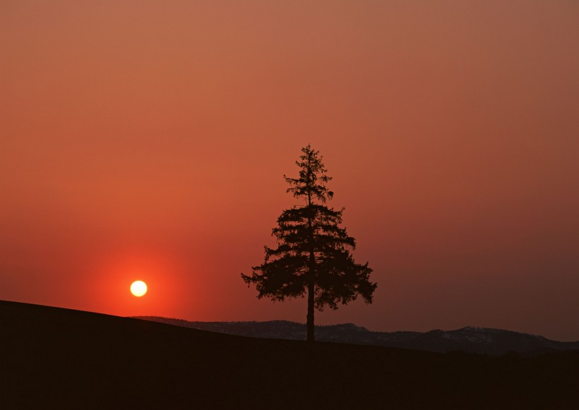夕阳下的树木图片