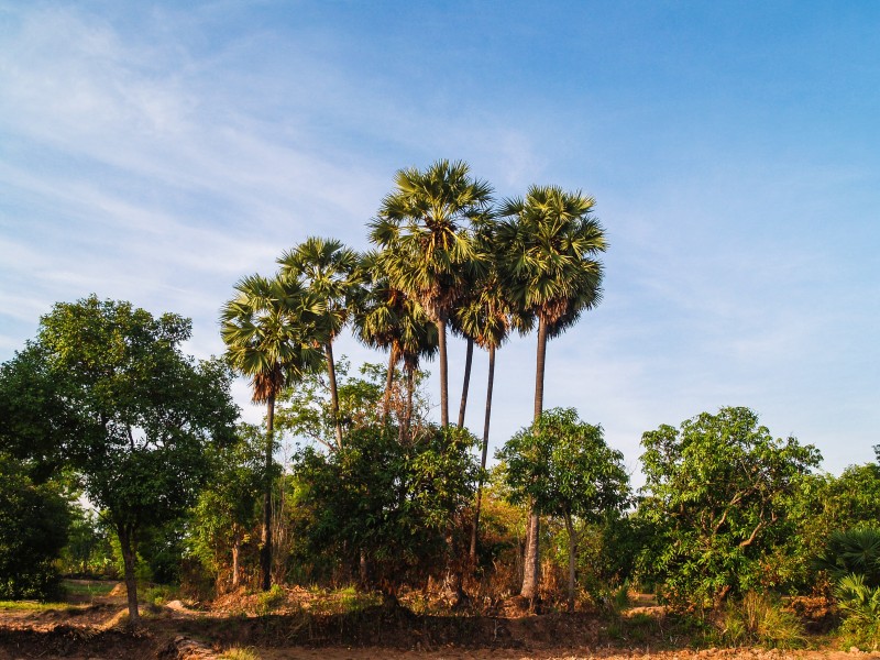 热带椰树图片
