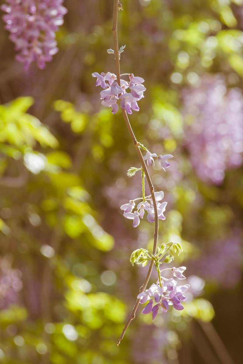一组庭院光影紫藤花图片欣赏