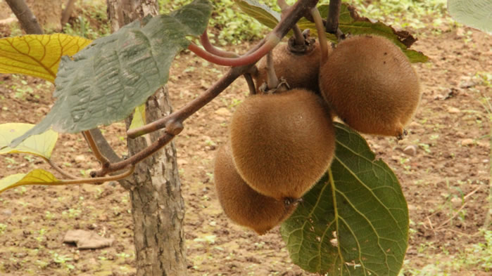一组树上成熟的猕猴桃图片欣赏