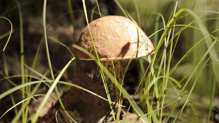 一组森林里的蘑菇图片欣赏