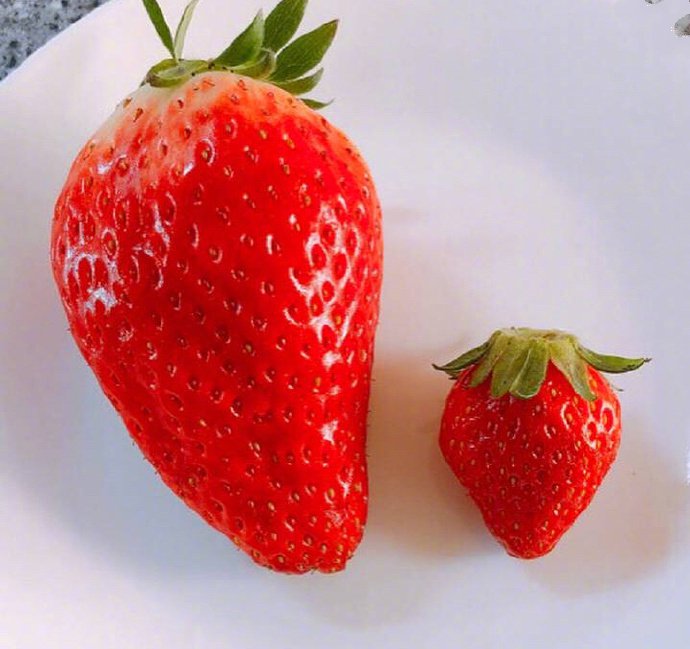 一组超级红色的草莓图片欣赏