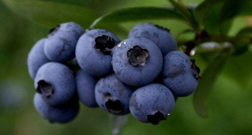有很丰富的营养成分的小小蓝莓图片欣赏