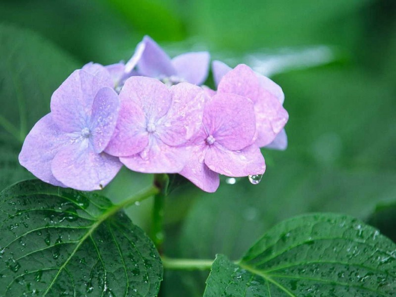 八仙紫阳花图片