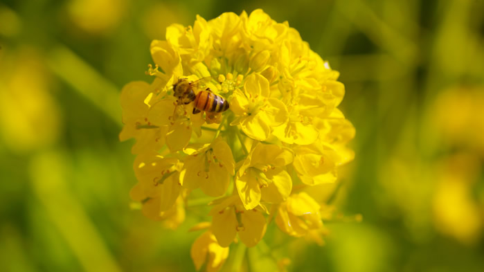 在油菜花上采蜜的蜜蜂