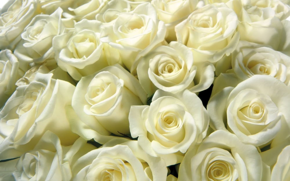 一组纯洁高贵的白玫瑰图片欣赏