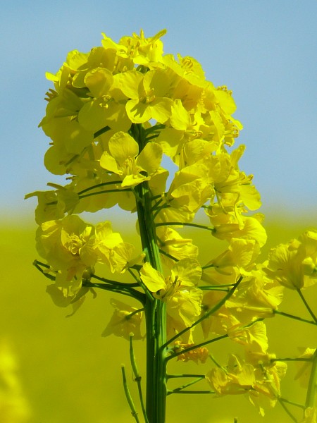 金黄色的油菜花图片
