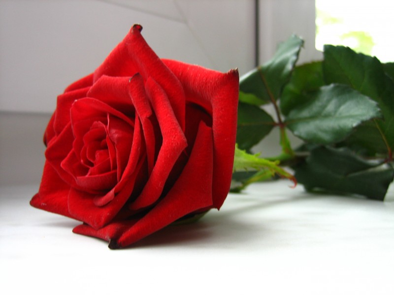 惊艳美丽的红色玫瑰花图片