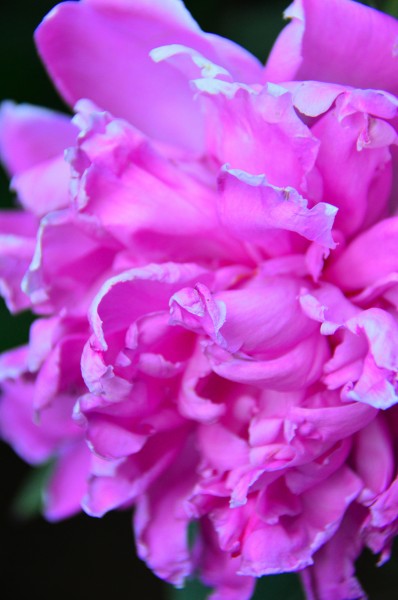 一组花色鲜艳的粉色牡丹花图片欣赏