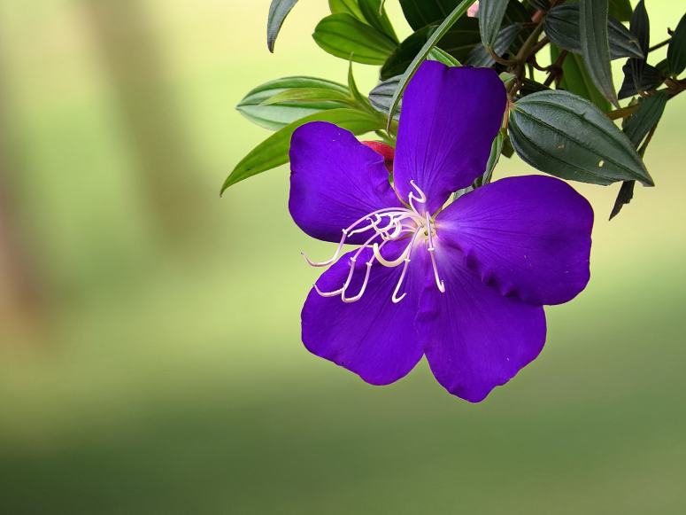 淡雅朴素的紫色野牡丹花图片
