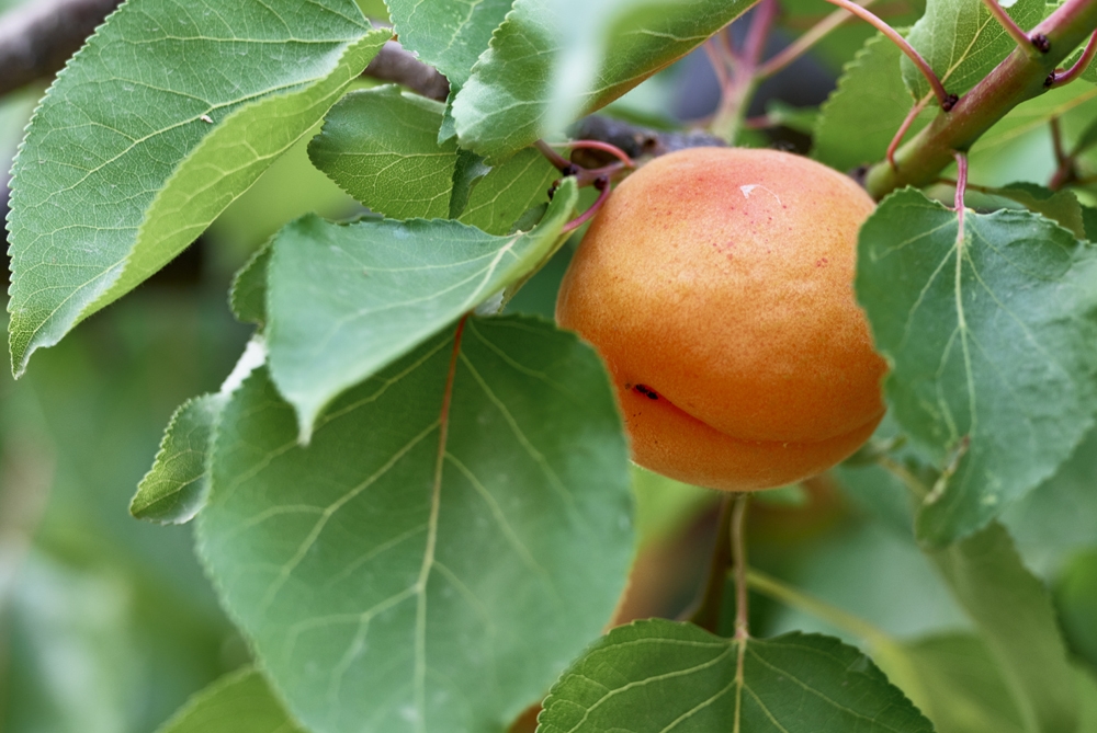 一组杏的果实成熟图片欣赏