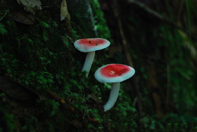 一组红色和白色的蘑菇图片欣赏