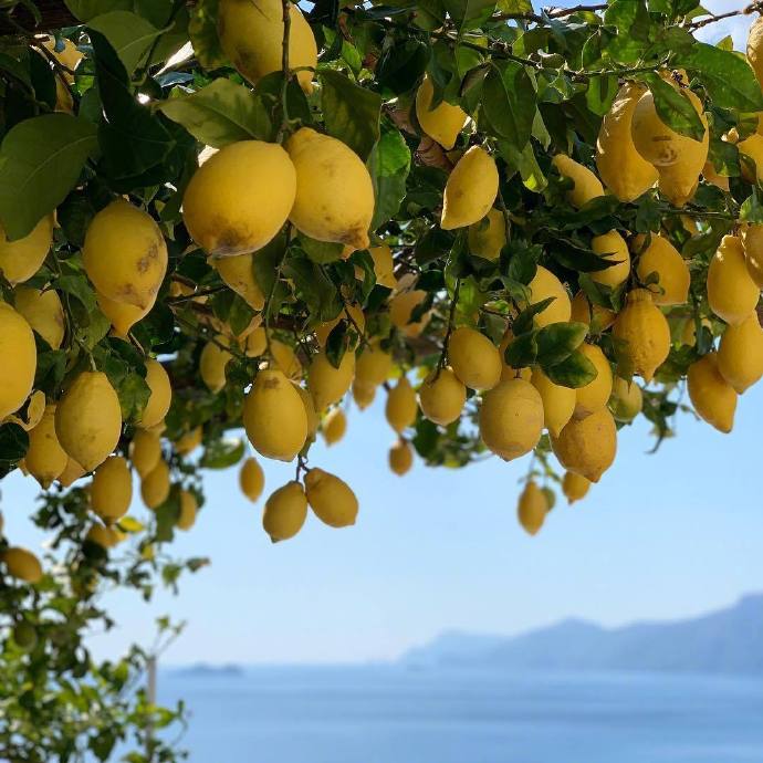 一组柠檬树下的夏日图片欣赏