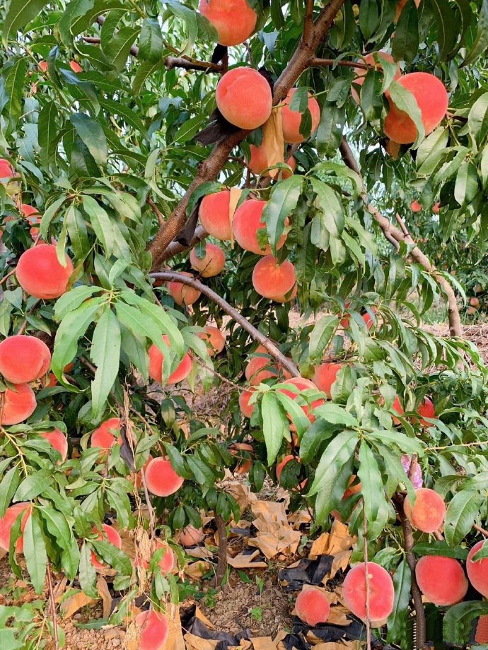 一组挂在树上超级新鲜的水蜜桃图片
