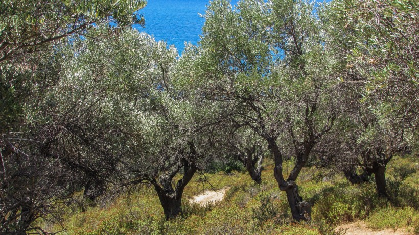茁壮的橄榄树图片