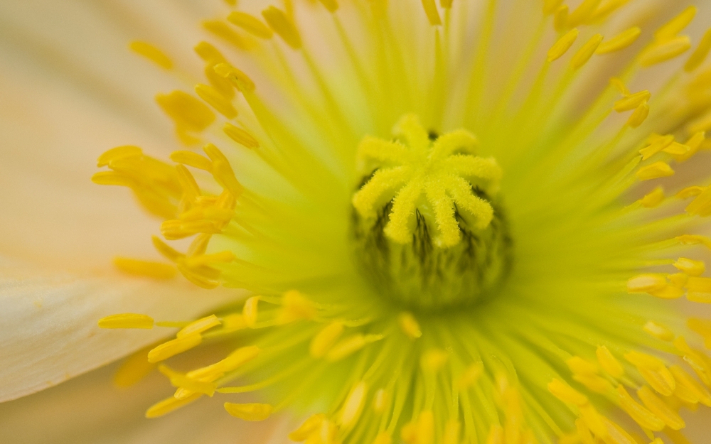清新好看的黄色花卉图片欣赏