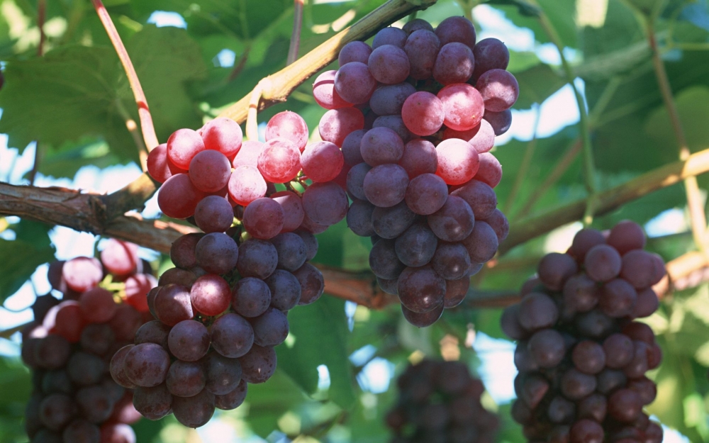 一组挂在树上超级新鲜的葡萄高清图片欣赏