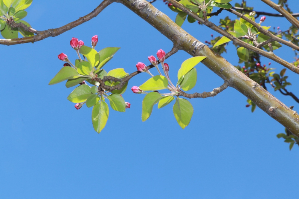 西府海棠树花蕾图片欣赏