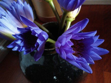 一组美丽清香的紫色睡莲图片
