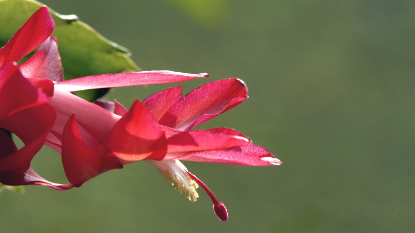 蟹爪兰花卉图片